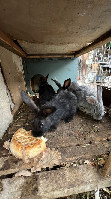 сколько стоит кролик домашний: Сатам | Коендун бөжөктөрү | Союуга, Көбөйтүү үчүн