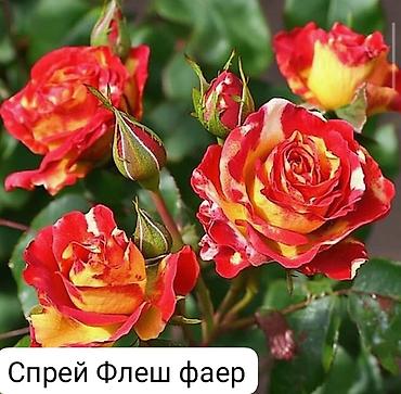 Роза: Чайно-гибридные розы (срезочные сорта) Предлагаются популярные — 12