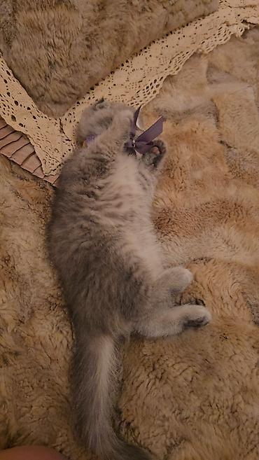 Pişiklər: Şotland — 8