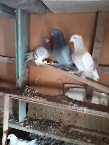 Птицы: Продаю молодых голубей 1 шт стоит пятьсот сом окончательно родители — 9