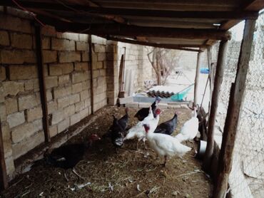 ətlik toyuqlar: Dişi, Kanada, Ətlik, Ünvandan götürmə