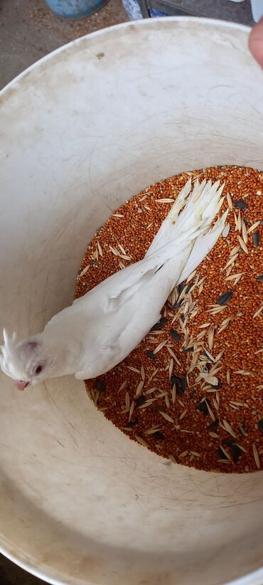 Tutuquşları: Salam ilk ozce yazini hamisini oxuyun sonra elaqe saxliyin hardasa bir — 11