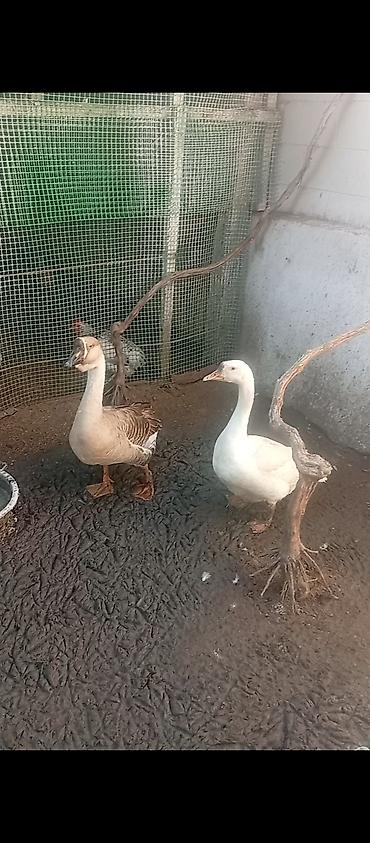quş: Məhsul: Qazlar (cüt) Təsvir: - Şəkildə iki baş qaz görünür: biri ağ — 1