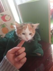 Pişiklər: Britan, Dişi, Yaxşı əllərə, Ünvandan götürmə, Pulsuz çatdırılma, Ödənişli çatdırılma -da lalafo.az — 3 Pişiklər: Britan, Dişi, Yaxşı əllərə, Ünvandan götürmə, Pulsuz çatdırılma, Ödənişli çatdırılma — 3