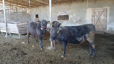 Коровы, быки: Продаю | Бык (самец) | На откорм | Привязанные — 3