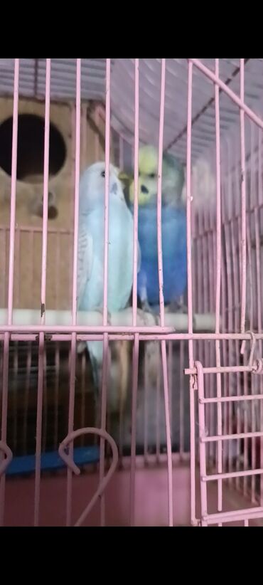 Tutuquşları: Salam hazir cut 2 defe bala almisam kocle baxli satiram hazir cut — 10