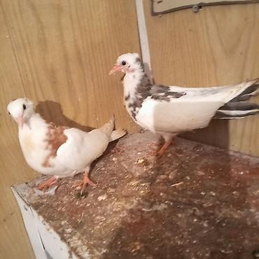 Göyərçinlər: Ağ baş göyerçin mayadi tək o 30 manatdi 3 balası balaların biri 10 — 7