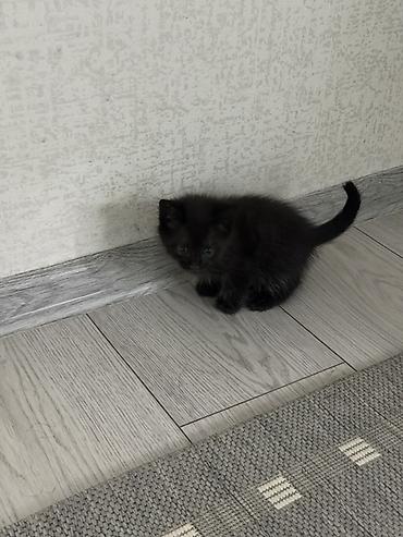 рыжий кот: Темно-коричневый котёнок только в хорошие руки — 2