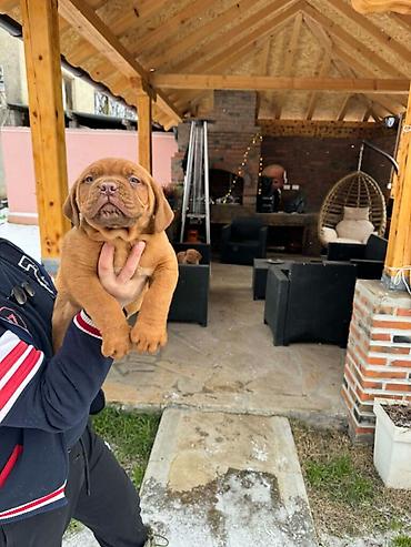 Psi: Na prodaju štenci bordoške doge. Štenci su vrlo kvalitetni i zdravi — 8