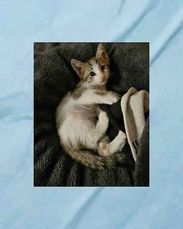 Erkək, Yaxşı əllərə, Pulsuz çatdırılma lalafo.az -da Erkək, Yaxşı əllərə, Pulsuz çatdırılma