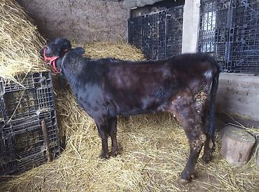 Коровы, быки: Продаю | Тёлка | Швицкая | Для молока | Стельные — 4