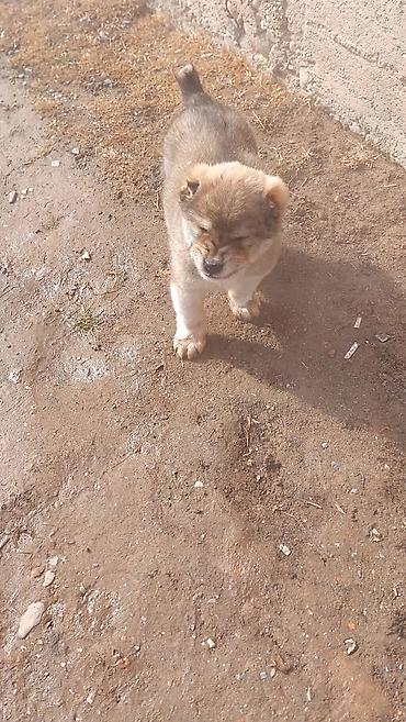 Продажа собак: Алабай, 1 месяц, Самец — 11