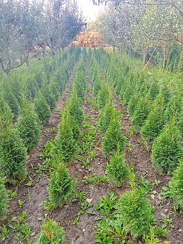 ысык куле: Европадан алынып келип, өзүбүздүн шартта өстүрүлгөн декоративдүү — 1