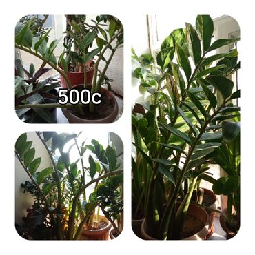 Садовые цветы и кустарники: Саженцы цветка — 11