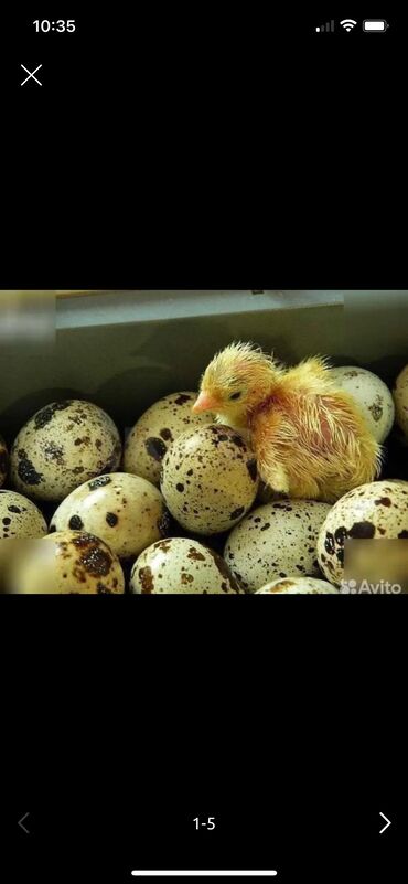 котята в оше: Продаем суточных переселят,яйца,вкусное диетическое мясо