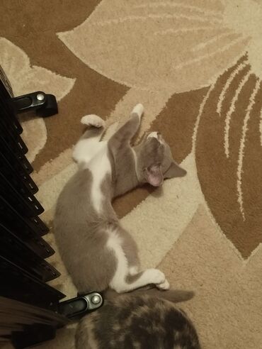 Pişiklər: Dişi, Yaxşı əllərə -da lalafo.az — 1 Pişiklər: Dişi, Yaxşı əllərə — 1