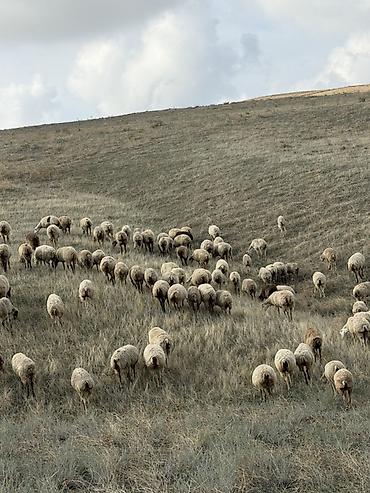almaz qoyun: 129 baş qoyun satilir 1,2,3 qarin qoyunlar dir hamisi boğaz dir — 7