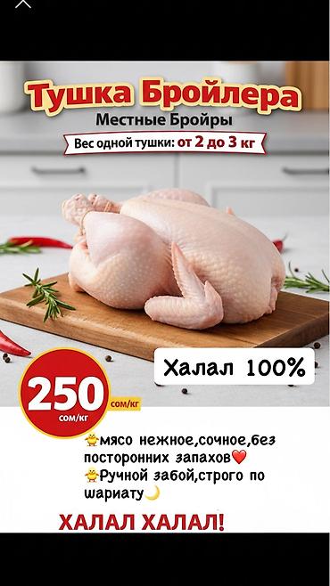 живой форел: 🐥🐥🐥 Халял❗️❗️❗️ Забой только сами делаем,строго по Шариату Куры — 2
