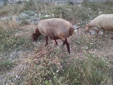 cins inek: Dişi, il: 3, Damazlıq, Ünvandan götürmə — 8
