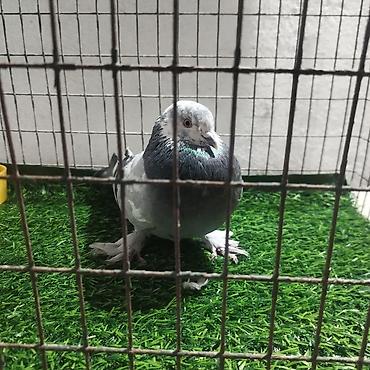 Другие с/х животные: Породистые декоративные голуби. Описание: - Порода — 35