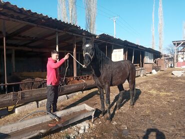 Үй жаныбарлары: Айгыр 3 жаш улака ойнойт кызыкандар чалгыла буту башы жакшы !