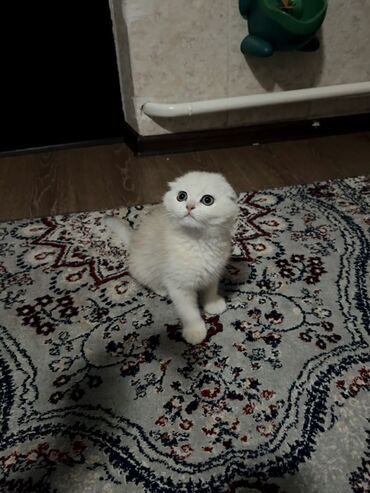 Продажа кошек: Скотиш Фолд (Шотландская вислоухая), 3 месяца, Мальчик, Приучена к лотку — 6