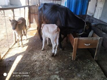 коровы животные: Два телёнка 
Кунажын