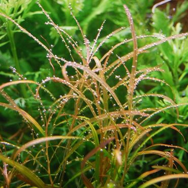 Akvarium aksessuar və ləvazimatları: Təbii akvarium bitkiləri, balıqlar, krevetkalar, gübrələr və s — 9