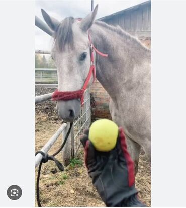 домашний персонал: Требуется Скотник, Оплата Ежемесячно