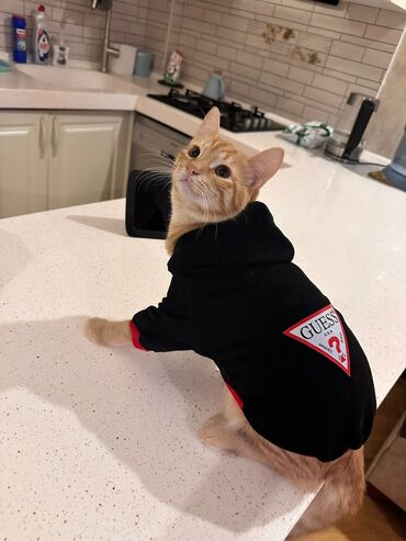 Pişiklər: Britan, Erkək, Dişi, Yaxşı əllərə, Ünvandan götürmə, Ödənişli çatdırılma — 11