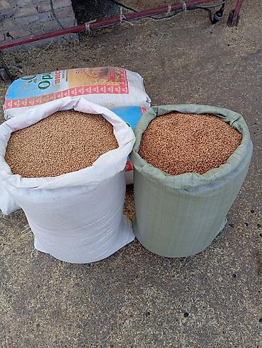 мешками: Семена пшеницы сорт "Эритроспермум" 2 репродукция, очищенная и — 1