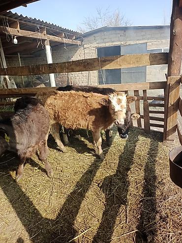 Коровы, быки: Продаю | Бык (самец) | На откорм | Привязанные — 3