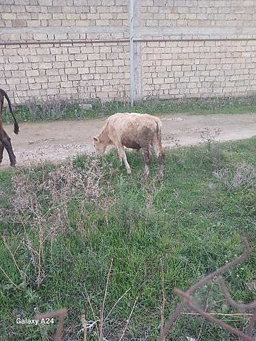 jersey cinsi: Erkək dana satilir temiz saroldu — 4