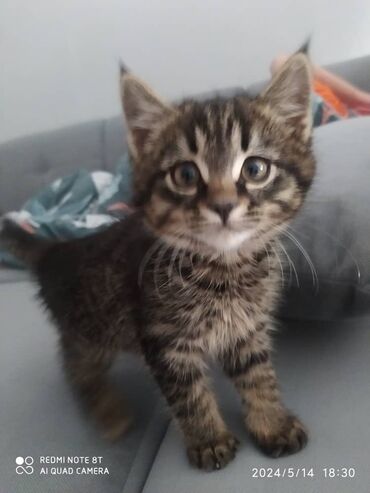 британский короткошерстный котенок: Котенок 2 месяца мальчик . Ласковый очень игривый приучен к