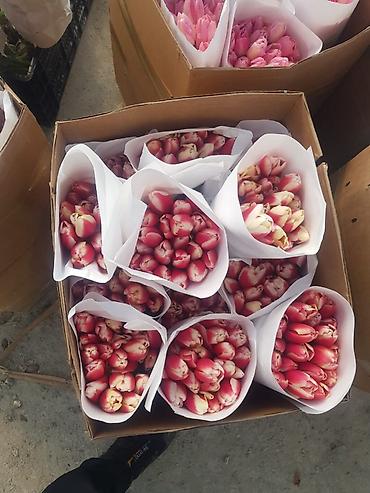 Букеты из живых цветов: Тюльпаны с луковицей — ассортименты цветов и сортов оптом на 8 - марта — 9