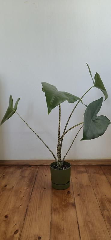 sumuk unu satışı: Alocasia zebrina. En böyük yarpağı 2 el böyüklüyünde. Bazar günü metro — 3