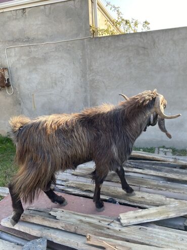 Keçi, çəpiş: Hələbdi safqan əsl saxlanmalı heyvandı, cavandı çox iri heyvandı başqa — 7