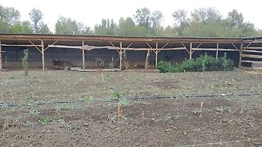 котедж пантера: Farm КРС, 7158 соток, Действующий, Частично с оборудованием, Электричество — 3