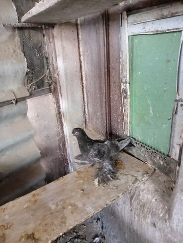Птицы: Продаю молодых голубей 1 шт стоит пятьсот сом окончательно родители и — 2