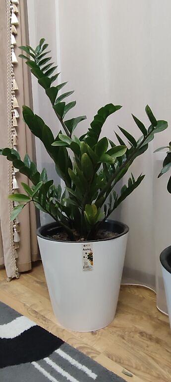 Замиокулькас (Долларовое дерево): Замиокулькас (Zamioculcas zamiifolia) в декоративном пластиковом — 12