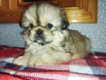 İtlər: Pekines, Erkek, Peyvəndli, Ünvandan götürmə — 10