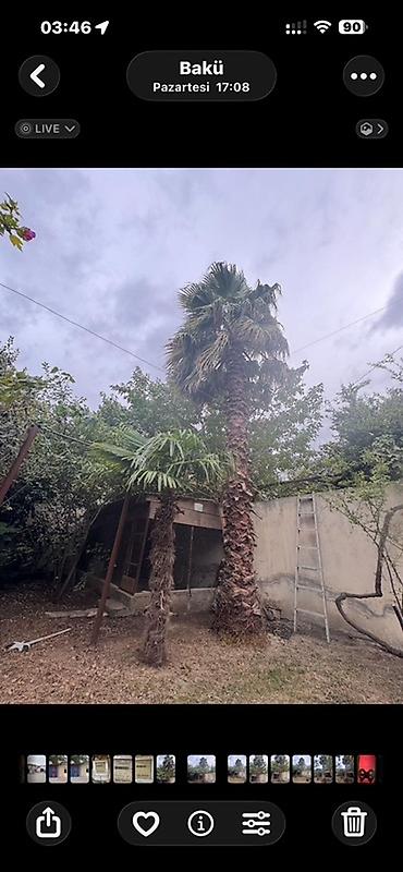 Ağaclar: 🌴 15 İLLİK, 7.5 METRLİK WASHINGTONIA PALMASI SATILIR 🌴 Elan mətni: 🌴 — 1