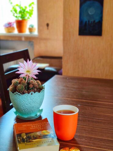 Otaq bitkiləri: Kaktuslar.artırmalarının qiymət 3manatdan başlayır.şəkildə olan güllər — 6