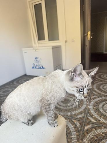 продажа домашних животных: Котёнок с голубыми глазами и кремово-серебристым окрасом — 7