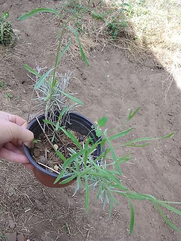 seme jagode: Saksijska biljka – ukrasna lavanda (Lavandula) - Biljka u plastičnoj — 1