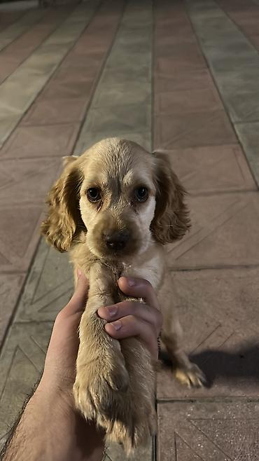 Koker spaniyel, 2 ay, Erkək lalafo.az -da Koker spaniyel, 2 ay, Erkək