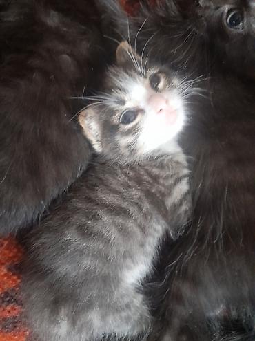 кошачий мята: Кошка даром: Беспородная, 2 месяца, Девочка, Приучена к лотку — 3