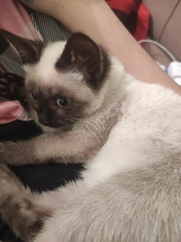 Pişiklər: Siam, Erkək — 11