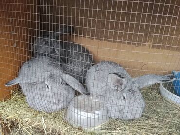 хлеб на корм: Продаю | Крольчиха (самка) | На забой, Для разведения