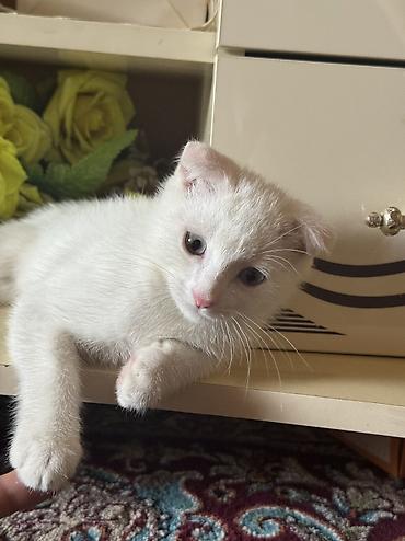 коты белый: Белоснежный котёнок с загнутыми ушками - Окрас: полностью белый — 5